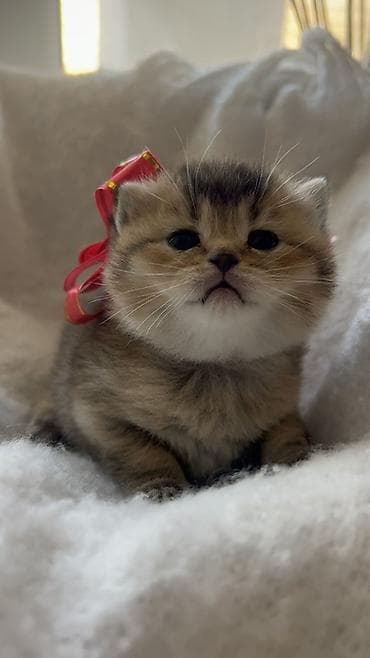 ag pisik: Britan, Erkək, Ödənişli çatdırılma — 4