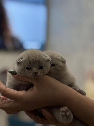 1 azn pişik: Şotland yastı qulaq, Yaxşı əllərə — 4