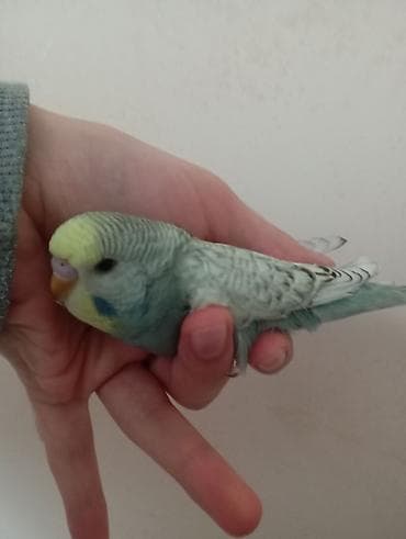 quş tələsi: Çex tutuquşu balaları ay yarımlıqdırlar təcili satıldığına görə bu — 10