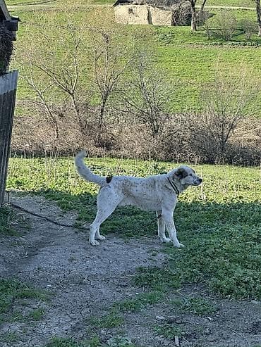 Qurdbasar, 2 il, Erkek