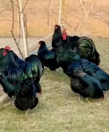 Мёд: Astroloq qara toyuq cinsindən inkubasiya yumurtaları. qiymət 2 manat — 3