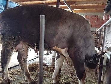 Heyvan çox iridi şəkildə balaca düşüb xayiş olunur yalnız vaççapla lalafo.az -da Heyvan çox iridi şəkildə balaca düşüb xayiş olunur yalnız vaççapla