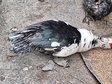 heyvan cütləşməsi: Lal ördəy — 2