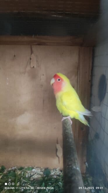 Рыбы: Allah haminin malna bereket versin !!! Nerazluçnik sevda quşu hazir at lalafo.az — 3 Рыбы: Allah haminin malna bereket versin !!! Nerazluçnik sevda quşu hazir — 3