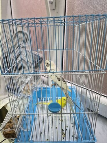 pomeranian spitz satisi: Popuqay 2 eded Dünen alinib. Qefeside yenidir Uşaq ders oxumadigi — 3