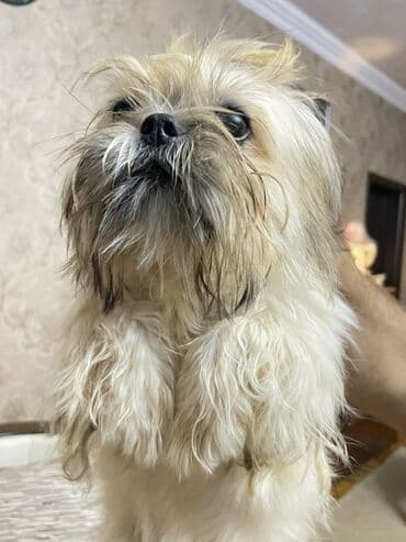 i̇tlər afcarka: Shi-tsu, 7 ay, Dişi — 2
