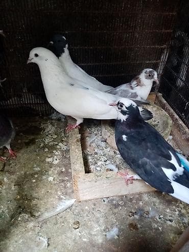 lohman braun cuceleri: 7 dene qusdu biri 2 manatdı quslarda berdededi — 2