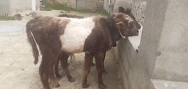 1 Ərkək 2 Dişi Dana Qiymetleri 600 manatdan 1000 manata kimi lalafo.az -da 1 Ərkək 2 Dişi Dana Qiymetleri 600 manatdan 1000 manata kimi