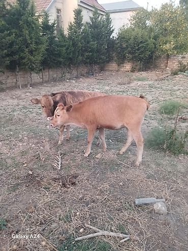 kök dana: Satılır: 2 baş dana - Növ: iri buynuzlu heyvan (dana) - Say: 2 ədəd - — 4