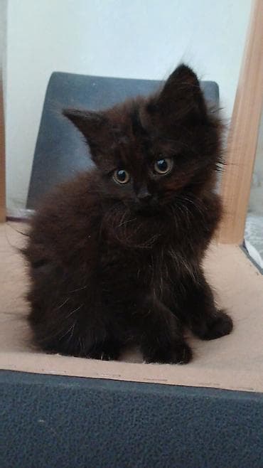 pisik adlari rusça: Yaxşı əllərə — 2