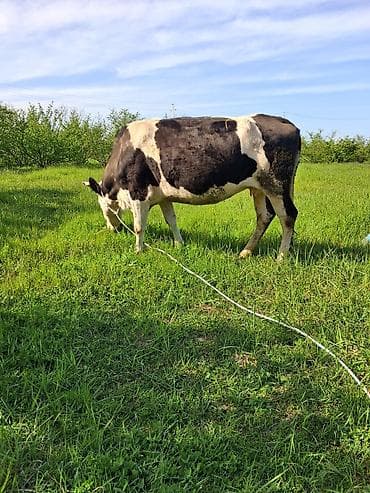 inekler ucar: Dişi, il: 8, Südlük, Ünvandan götürmə — 2