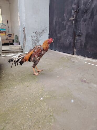 xacmaz heyvan bazari: Salam heyrati xoruzu 1 yaş 3 ay satilir cavan çilgin heyvandi saglamdi — 3