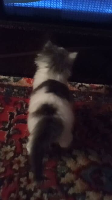 pisikli oyunlar: Balaca pişik balası - Cins: ev pişiyi (qısatüklü qarışıq) - Rəng: ağ — 2