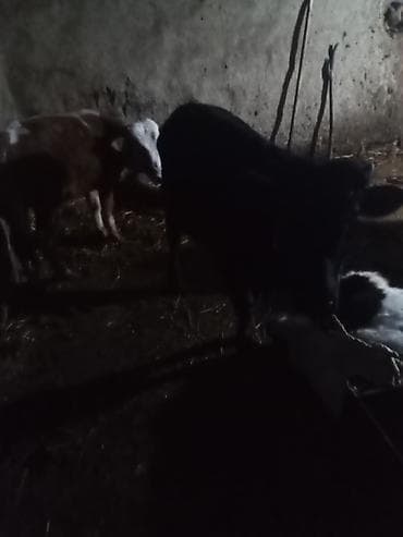 Gəmiricilər: Cüt satlir 2 sdə erkeydi cüt qimeti 2550 deylir riyalı alcıyla — 5