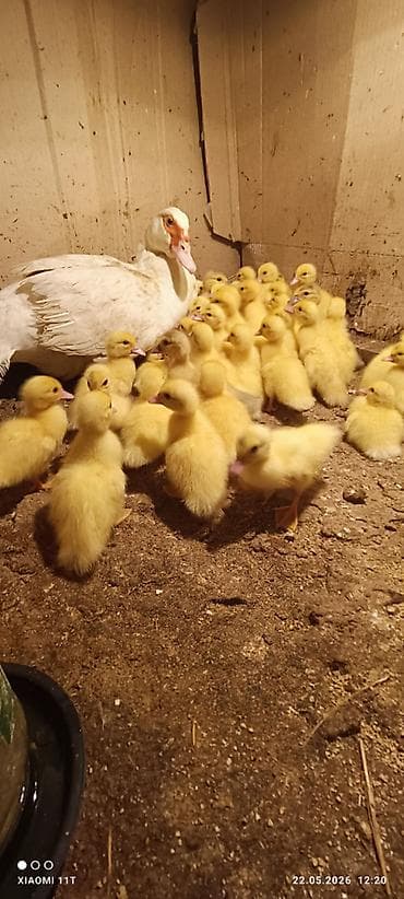 qus adlari: Aq lal lavanda ordeyi satilirTeze cixilar Unvan saray qesebesi Vacab — 6