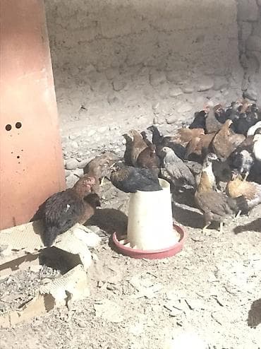 toy pudel: Toyuq, Ətlik, Ödənişli çatdırılma, Rayonlara çatdırılma — 2