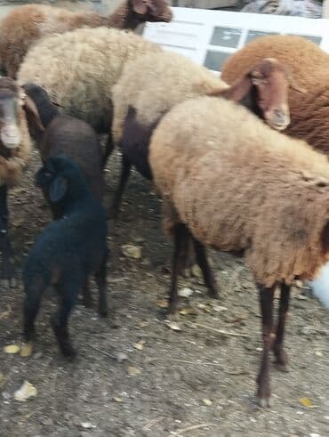 bmw 3 серия 325tds at: Satilir Ana Bala Qoyunlar Boğaz Heyvanlar ekiz Bala Heyvanlar Kom 8 — 9