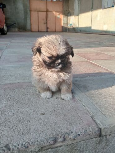 it şəkilləri: Pekines — 5