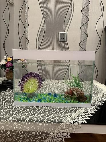akvarium yumru: Akvaryum dəsti Akvaryum satılır.Daşlar,bəzəklər,balıq yemi və 3ədəd — 1