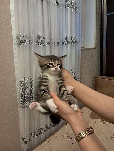 sahiblənmə: Tabbi, Erkək, Yaxşı əllərə — 6