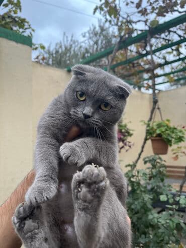 şirin pişik: Şotland — 5