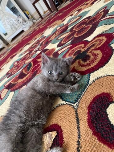 объявление про котят в баку: Самец, В добрые руки — 5