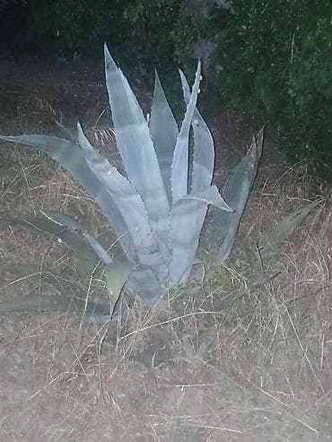 Agave americana – dekorativ sukulent - Bitki növü: Agave americana — 3