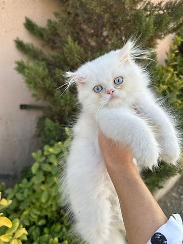 Gəmiricilər: Fars — 4