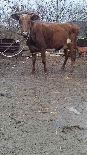 Inəklər, öküzlər: Dişi, Simental, il: 4, Ünvandan götürmə — 3