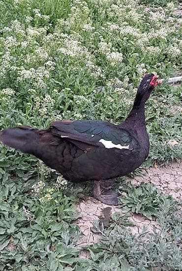 bala tutuquşu: Erkək, Damazlıq, Pulsuz çatdırılma — 9