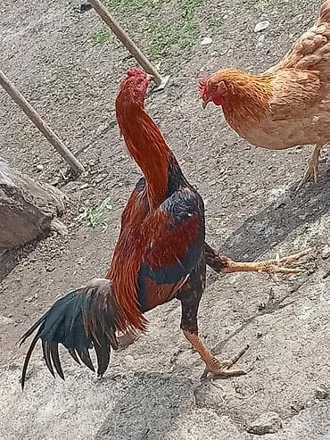 toptan yem satışı: Xoruz, il: 1 — 1