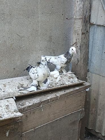 Ayaqları lələkli bəzək göyərçinləri. Şəkildə 2 ədəd göyərçin görünür