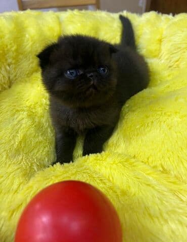 pişik balası satılır: Şotland, Dişi — 4