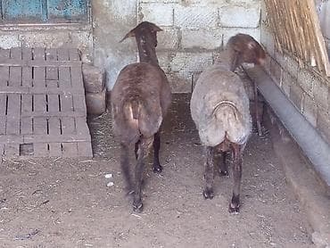 ag at sekilleri: Qoyunlar – 2 baş, qala qoyunları əkiz doğandilar satılır 1ci qarına — 1