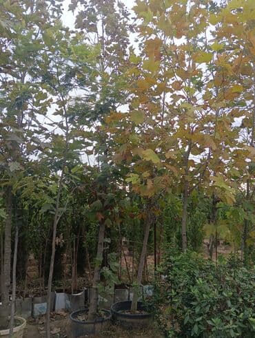 badam qiyməti: Xan cinar 3metir 4 metrlik 15 azin çox alsaz mzakire olunacaq — 4