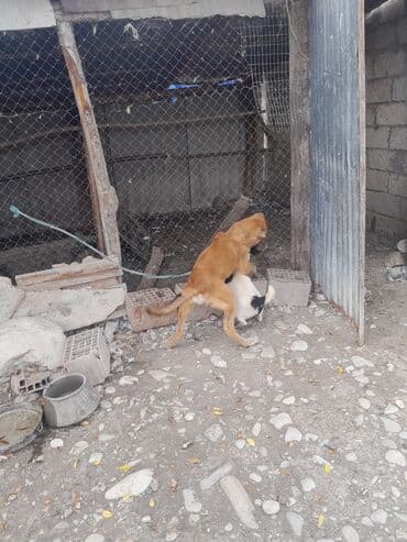 it adlari erkek: Kanqal, 3 ay, Erkek, Cütləşmə üçün, Ünvandan götürmə — 2