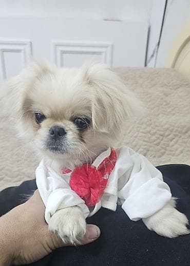 Pekines lalafo.az -da Pekines