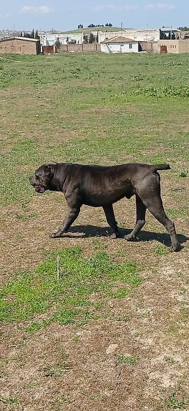 dinqo itleri: Kane-Korso, 2 il, Erkek, Peyvəndli — 9