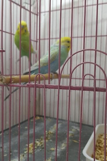sebzi quşu: Növbənazlı dalğalı tutuquşular (2 ədəd) – qəfəs ilə birlikdə — 1