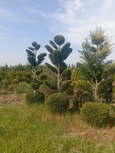 пластмассовый бак для воды купить: Her növ ağaclar ve dekarativ ağaclar çox ucuz ve qarantili gubresiz — 26