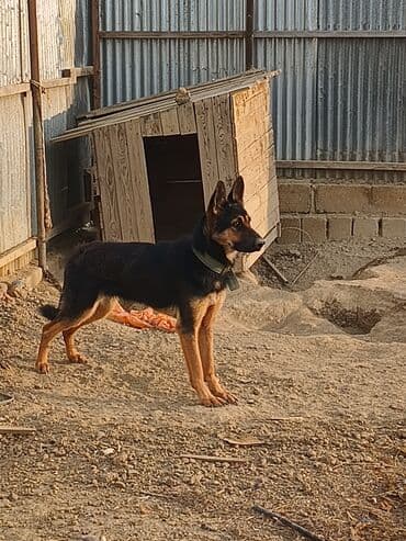 İtlər: Alman çoban iti, 1 il, Dişi — 1