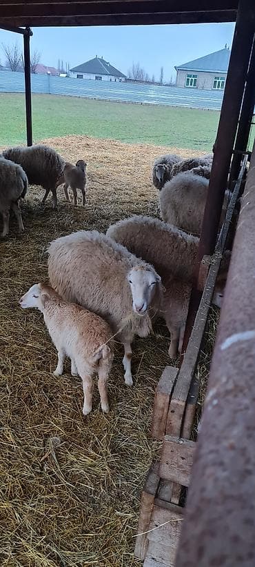gozel pisik sekilleri: Heyvanlar satılır qoc balasız cavan qoyunlar 10 aylıg erkəy dişi — 3