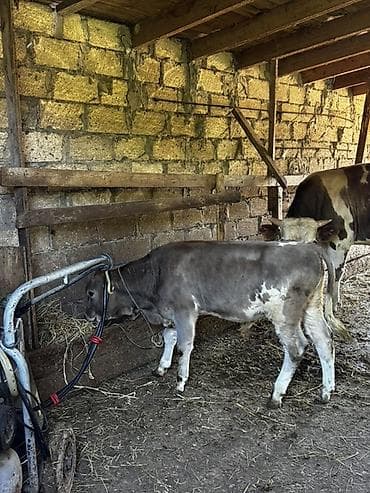 Рогатый скот: 3 aylıq təmiz şarole cins erkək danadır. Süddən yeni çıxıb. Ot,yem — 6