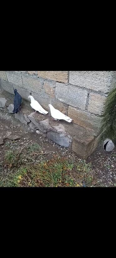 şahin quşunun qiyməti: 2 təzə dənə düşən bala 1 dənə zil qara 16 tük .qiymət 3 -nə — 5