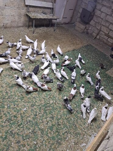 heyvanlara verilen xususi adlar: Uçuşçu qövlar – müxtəlif rənglərdə və naxışlarda ev göyərçinləri - — 4