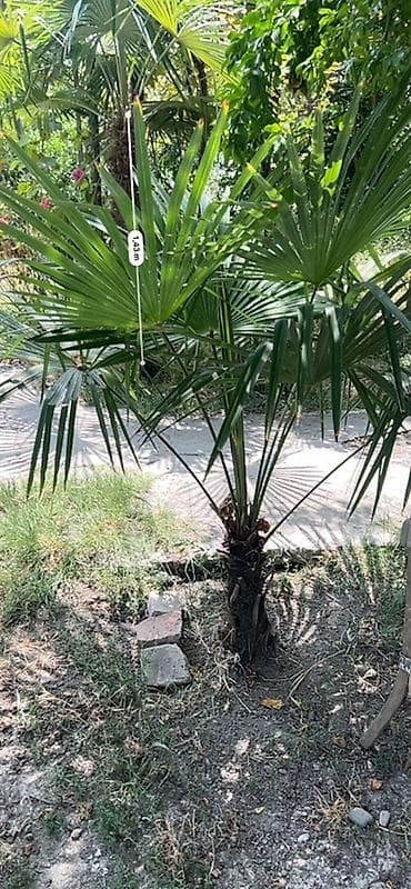 drelər: Trachycarpus fortunei (Himalay fan xurması) – həyət, bağ və landşaft — 2