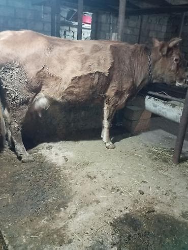 holstein inek satilir: Inək satılır 1ci balasıdır balası dişidi inək 3 məsindən 8l süd verir — 10