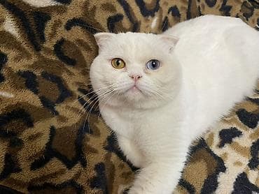 Quşlar: Şotland, Erkək — 1