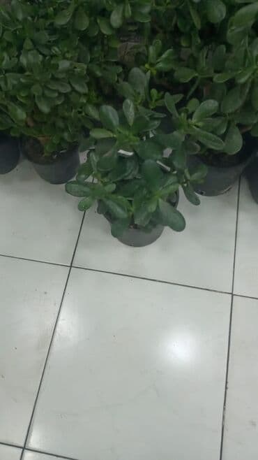 Gübrələr: Gül satsi Vathcapa yazın isdediyniz gülü ünvanda catraq Otaq gülleri — 16