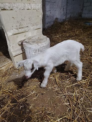 xaski balaca: Ağ rəngli balaca oğlaq - Cins: yerli südlük tip (tam ağ tük örtüyü — 3